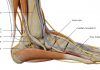 Complete ankle anatomy – joints, bones, ligaments, muscles ankle anatomy