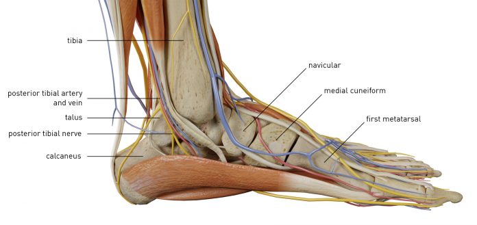 ankle anatomy