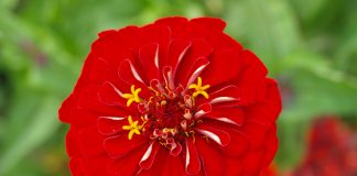 How to control Pests on Rose Plant pests on rose plant