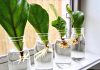 Complete guide to caring for a fiddle leaf fig fiddle leaf fig care