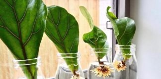Complete guide to caring for a fiddle leaf fig fiddle leaf fig care