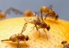 How to get rid of fruit flies in the house get rid of fruit flies