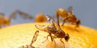 How to get rid of fruit flies in the house get rid of fruit flies
