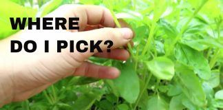 How to harvest and use fresh basil from your garden. how to harvest basil