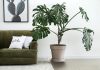 How To Take Care Of Split Leaf Philodendron split leaf philodendron
