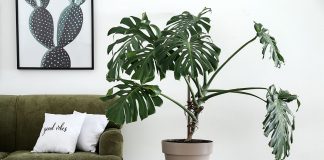 How To Take Care Of Split Leaf Philodendron split leaf philodendron