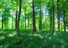 Different services offered by tree management companies tree management companies