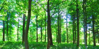 Different services offered by tree management companies tree management companies