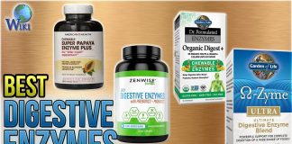 Best digestive enzymes best digestive enzymes