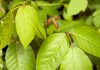 Tips for removing poison ivy safely how to kill poison ivy