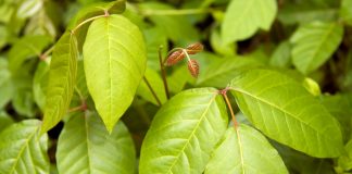 Tips for removing poison ivy safely how to kill poison ivy