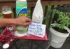Epsom Salt for Plants – The Approximate Uses Epsom salt for plants