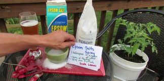 Epsom Salt for Plants – The Approximate Uses Epsom salt for plants