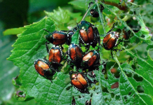 How to Get Rid of Japanese Beetles From Home and Garden? how to get rid of Japanese Beetles