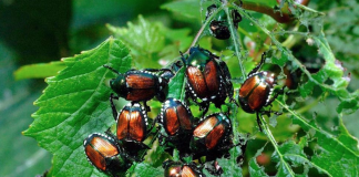 How to Get Rid of Japanese Beetles From Home and Garden? how to get rid of Japanese Beetles