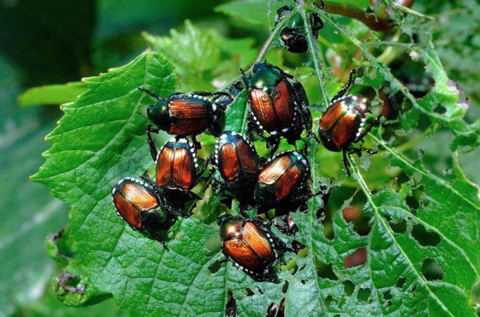 how to get rid of Japanese Beetles