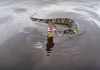 How To Have a Safe Snake Encounter at Your Lake of Pond Snake Encounter