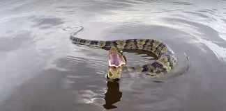 How To Have a Safe Snake Encounter at Your Lake of Pond Snake Encounter