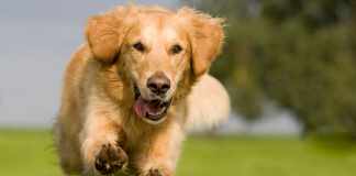 Keeping Your Dog Healthy and Happy Keeping Your Dog Healthy and Happy