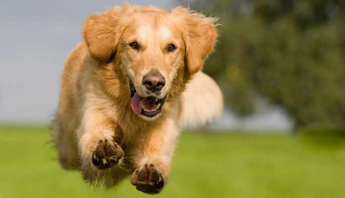 Keeping Your Dog Healthy and Happy