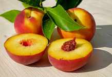 Can My Dog Eat Peaches? Dos And Don’ts Can Dog Eat Peaches