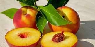 Can My Dog Eat Peaches? Dos And Don’ts Can Dog Eat Peaches