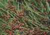 Fastest Ways to Identify Pest Infestation in Your Home Pest Infestation