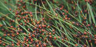 Fastest Ways to Identify Pest Infestation in Your Home Pest Infestation